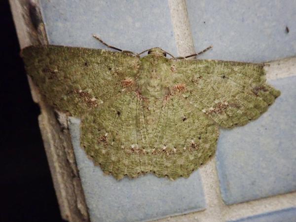 Lepidoptera 萃湖_昆蟲_鱗翅目_大蛾類